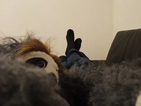 Füße auf einem Sofa sind zu sehen, dazu ein Faultier, das in Richtung des Betrachters sieht.